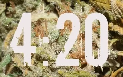 420 : La journée mondiale du cannabis