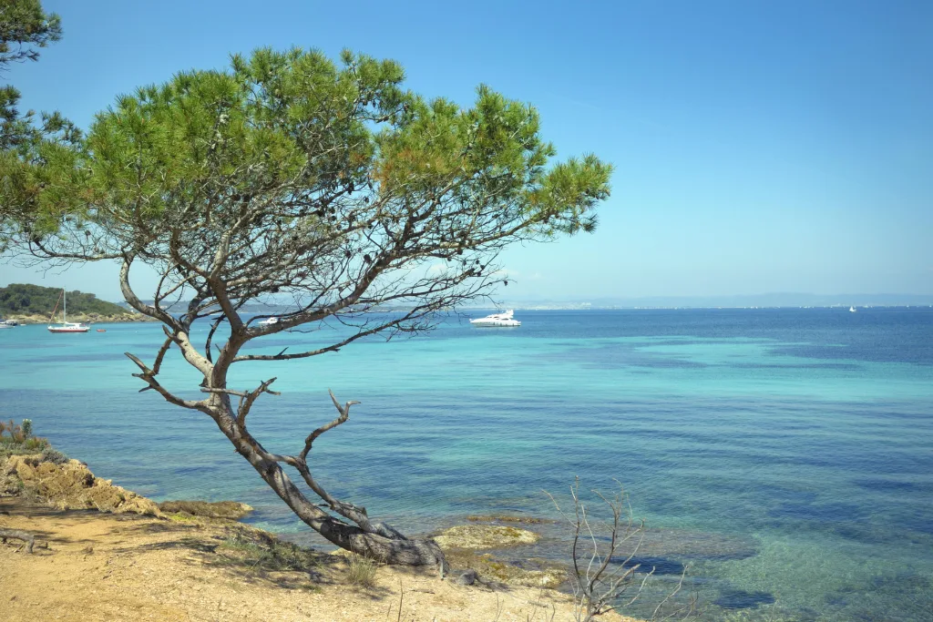 CBD à La seyne sur mer