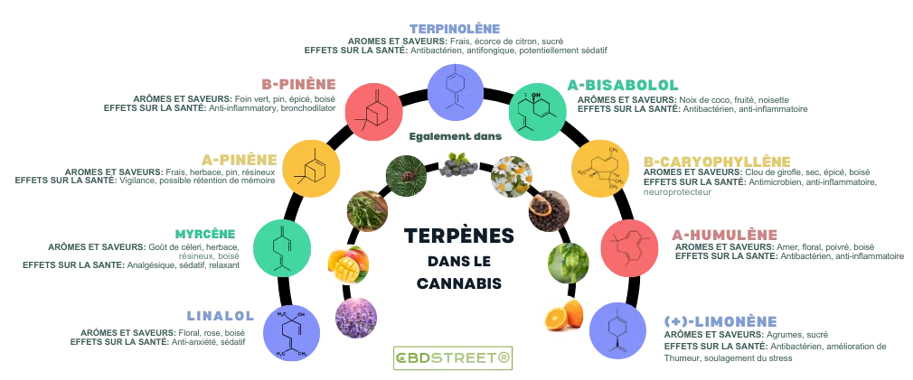 Les principaux terpènes du cannabis