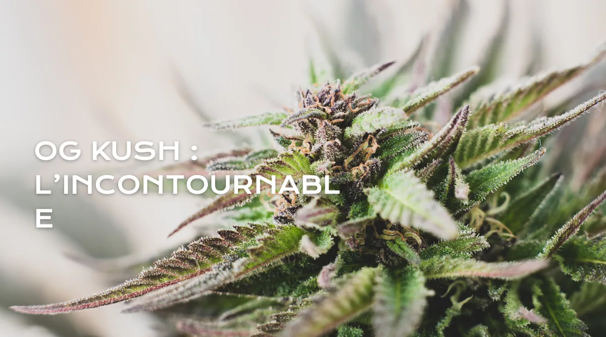 Tout savoir sur le cannabis OG Kush