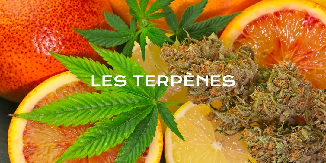 Que sont les terpènes du cannabis ?