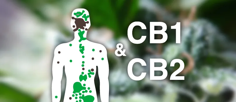 CBD et SEC sur la ménopause