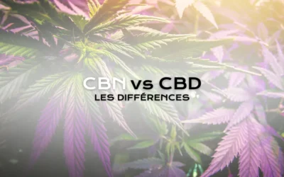 CBN vs CBD : Comprendre les Différences et Bienfaits